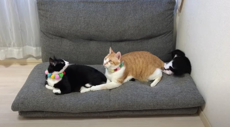 ソファーの上にいる3匹の猫