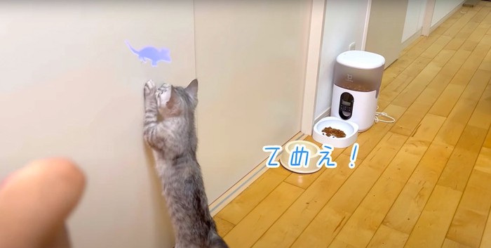 ドアに張り付く猫