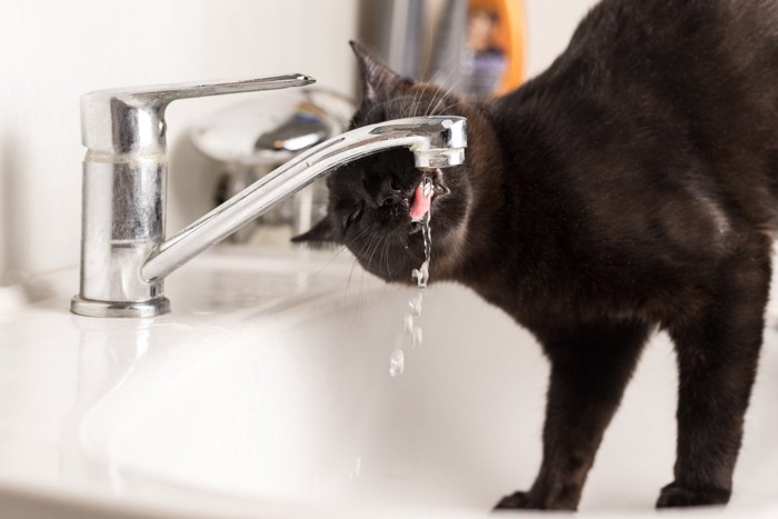 蛇口から出る水を飲む黒猫