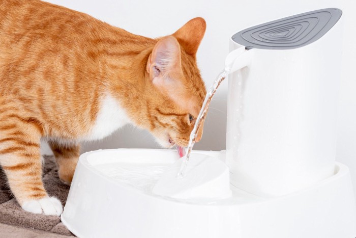 水を飲む猫