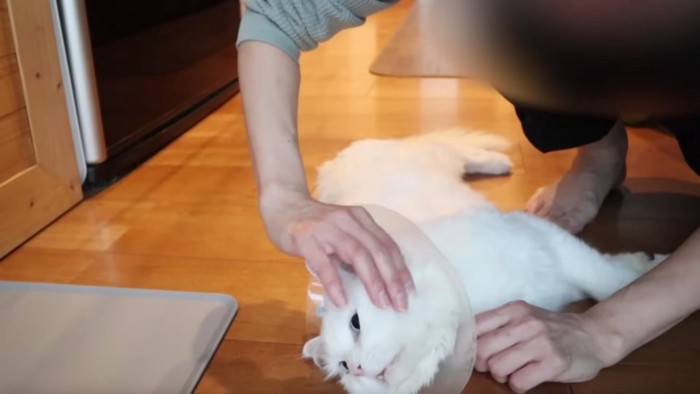 横になる白猫と撫でる人間の手