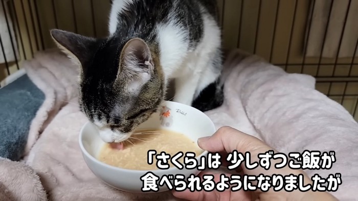 ウェットフードを食べる猫