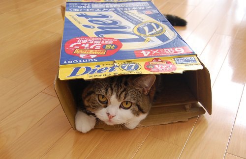 ダンボール箱に滑り込んだ猫まる