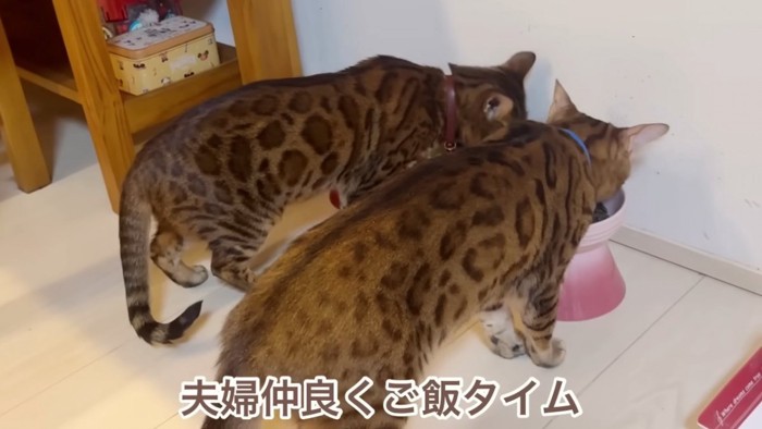 並んでこはんを食べる猫