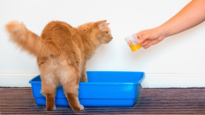トイレの前でオレンジ色の液体を見る猫