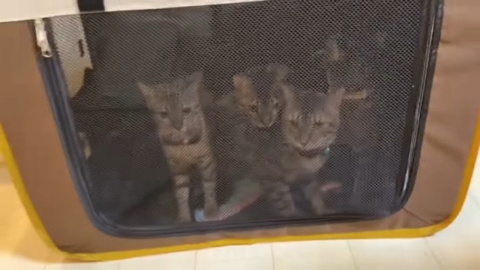 ソフトケージの中から外側を見る猫たち