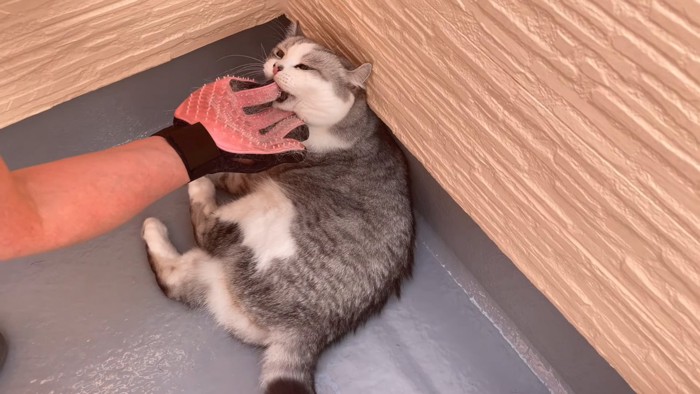 グローブを噛む猫