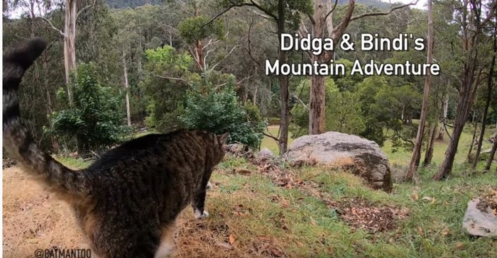 山の中に佇むキジトラ猫ディジャ