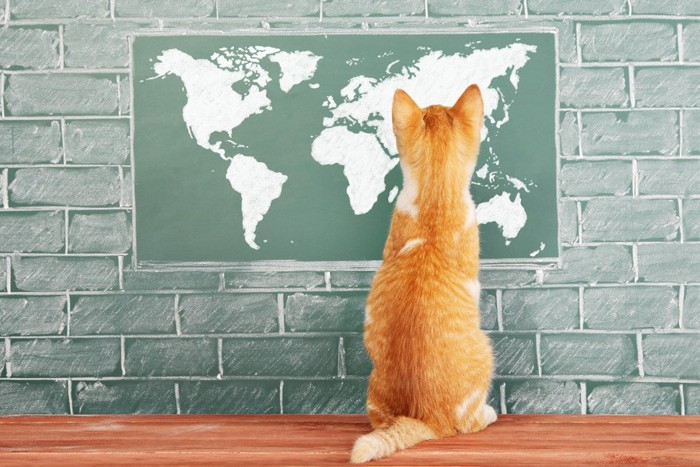 世界地図と猫