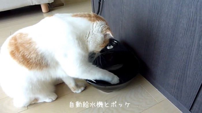 自動給水機に手を入れる猫
