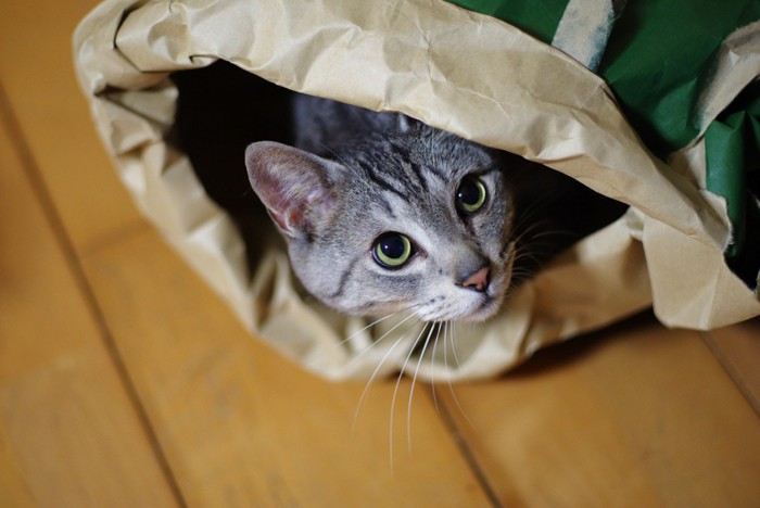 紙袋に入った猫