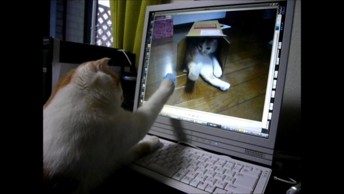 画面を触る猫