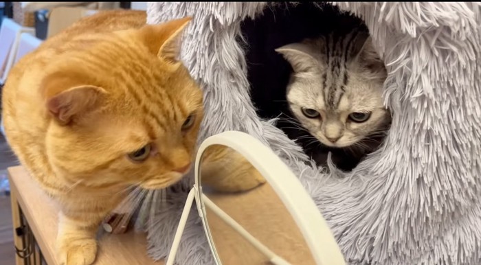 鏡に近づく2匹の猫