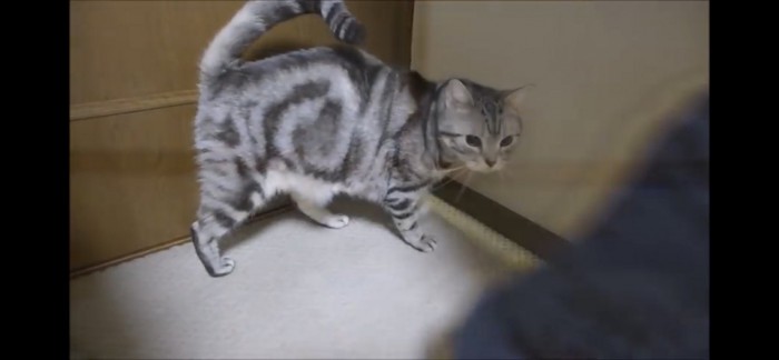 しっぽを立てる猫