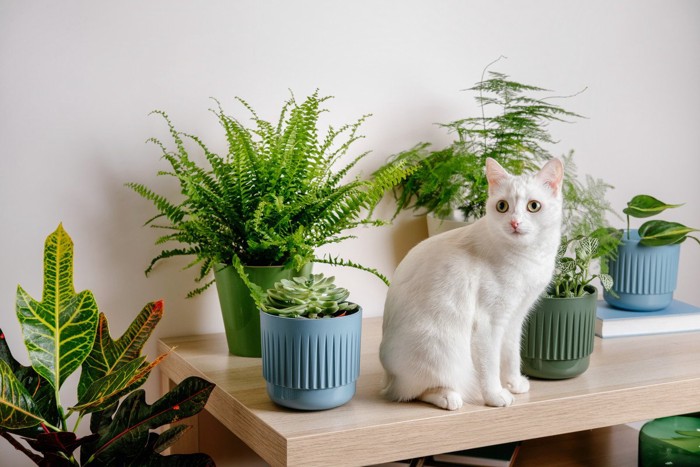 観葉植物と白猫