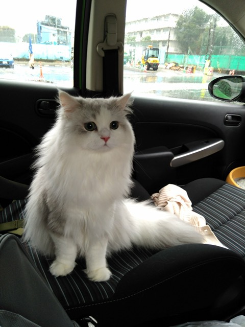 車のシートに座る猫