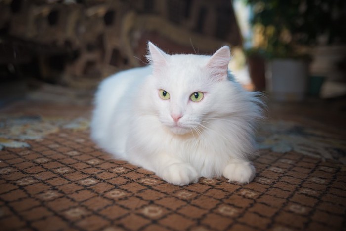 絨毯の上で休む長毛種の猫