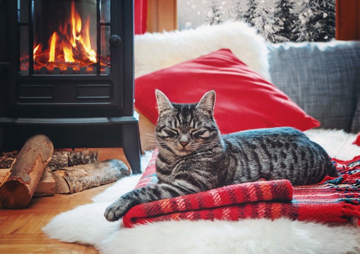 暖炉の前で暖をとる猫