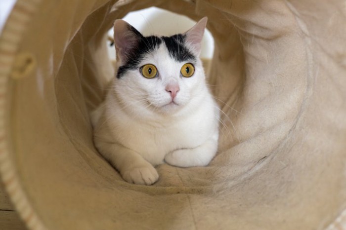 トンネルの中でびっくりした顔の猫