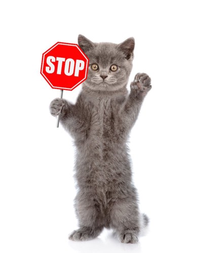 STOPの看板を持って立つ猫