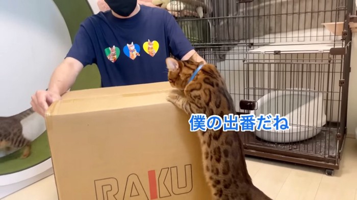 箱に前足を乗せる猫
