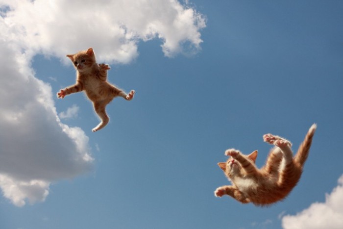 飛ぶ猫