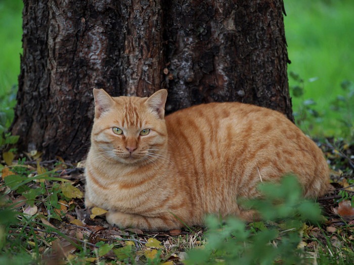 木の側で座る猫