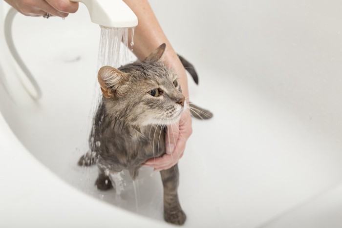 お風呂でシャワーをかけられている猫