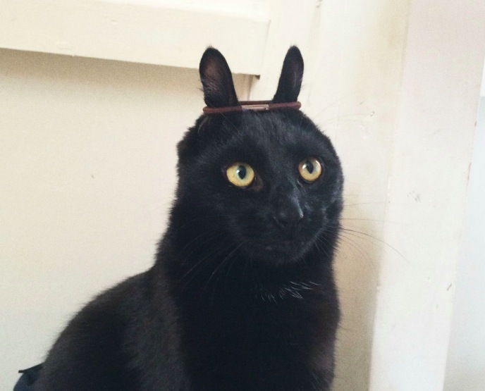 ヘアゴムを耳にかけたかわいい黒猫