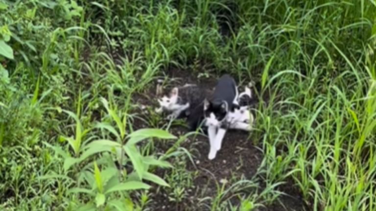 草むらにいる子猫たち