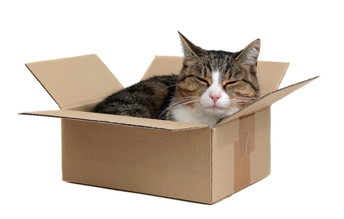 箱に入って満足げな猫