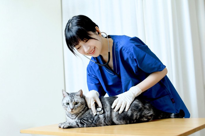 猫（動物・ペット）の診療をする女性の獣医