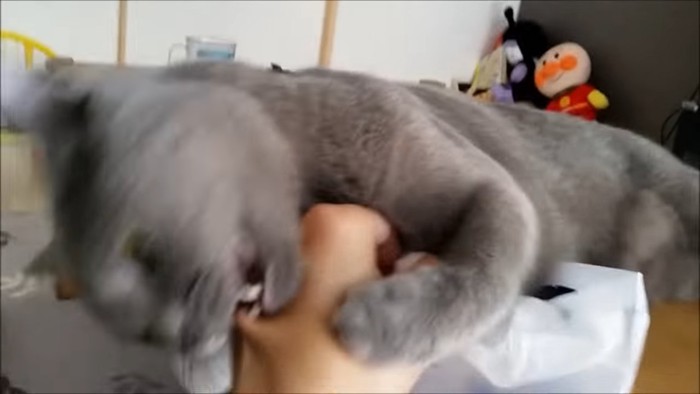 人の手の甲を噛む猫