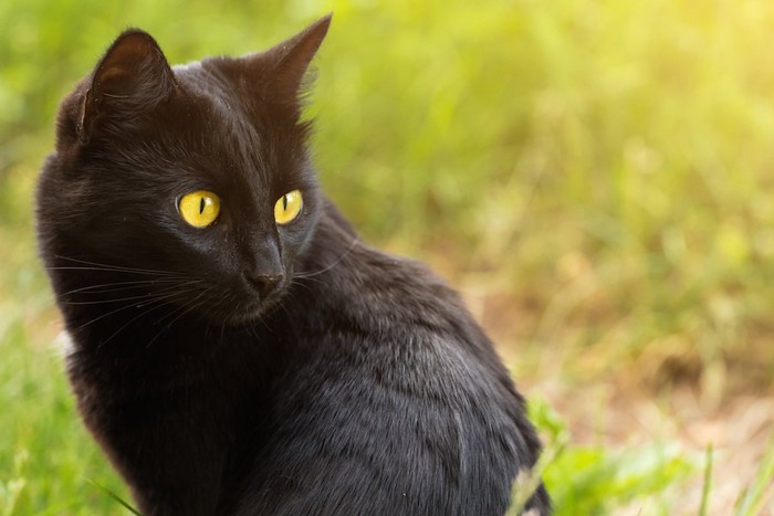 光に照らされる黒猫