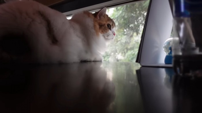 外を見る猫の横顔