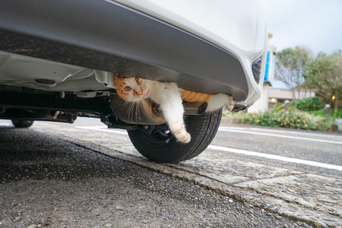 車の下回りに入り込んだ猫