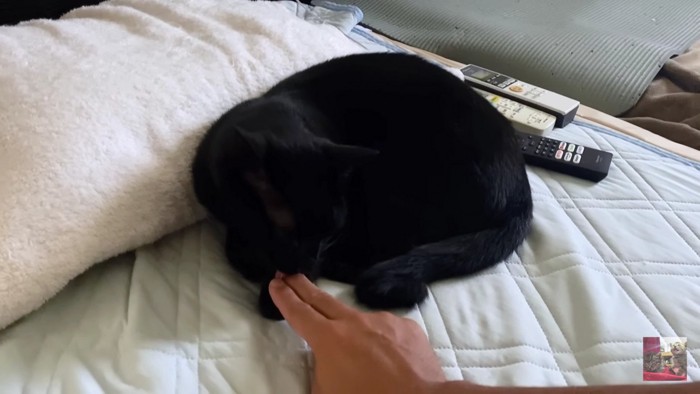 ベッドの黒猫