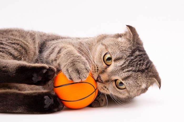 小さなバスケットボールを噛む猫