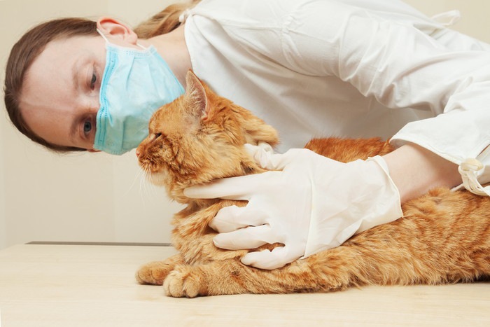 獣医に顔を見られている茶色の猫
