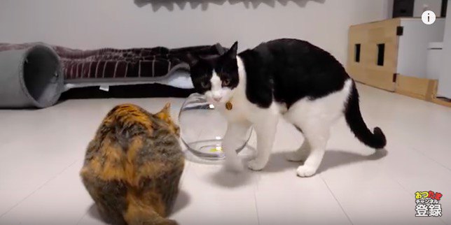 金魚鉢と猫
