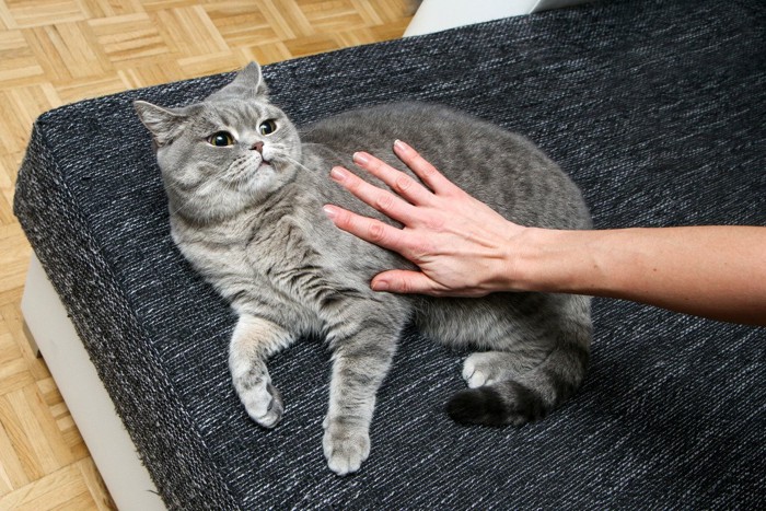 触られるのを嫌がっている猫