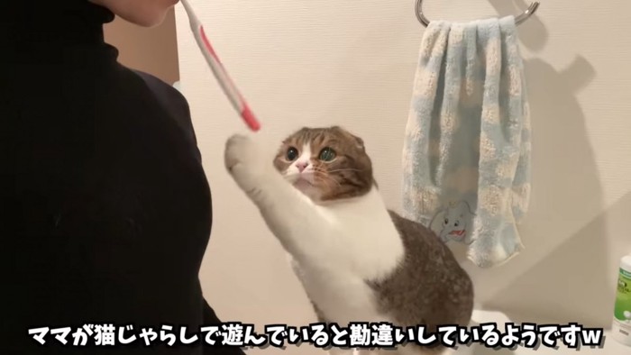 歯ブラシに前足を伸ばす猫