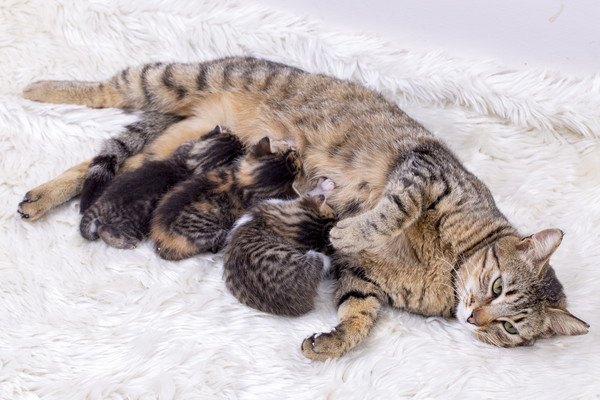 授乳させている母猫と子猫