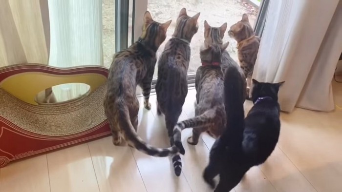窓際に並ぶ猫たち