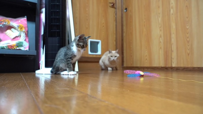 おもちゃを見る子猫と成猫