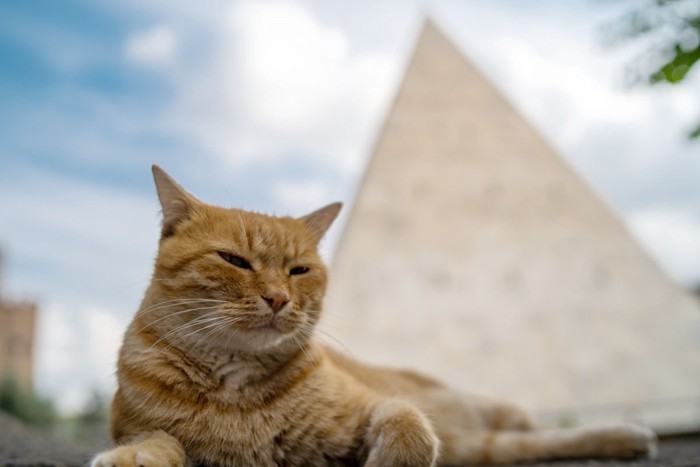 ピラミッドを背景に撮影された猫