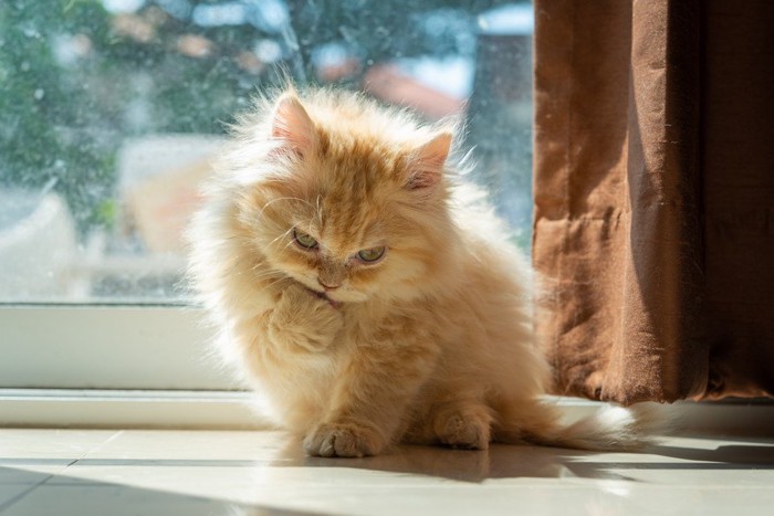 窓際の子猫