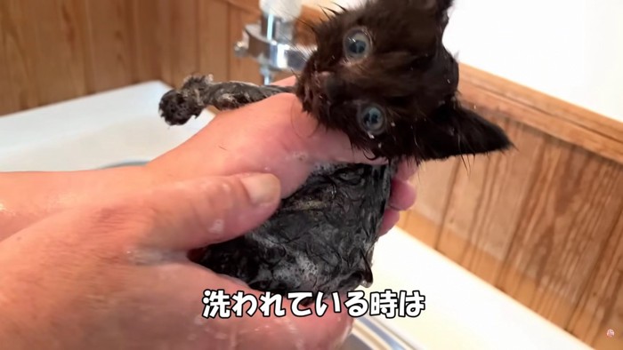 洗われる黒の子猫