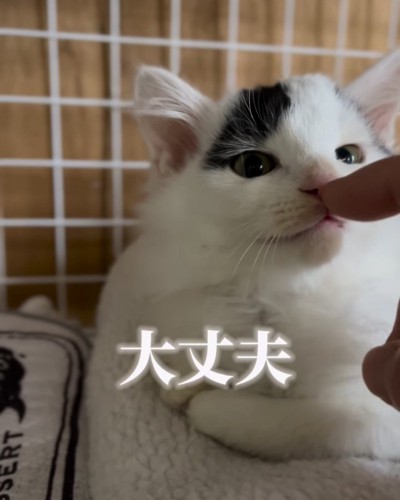 指のにおいを嗅ぐ子猫