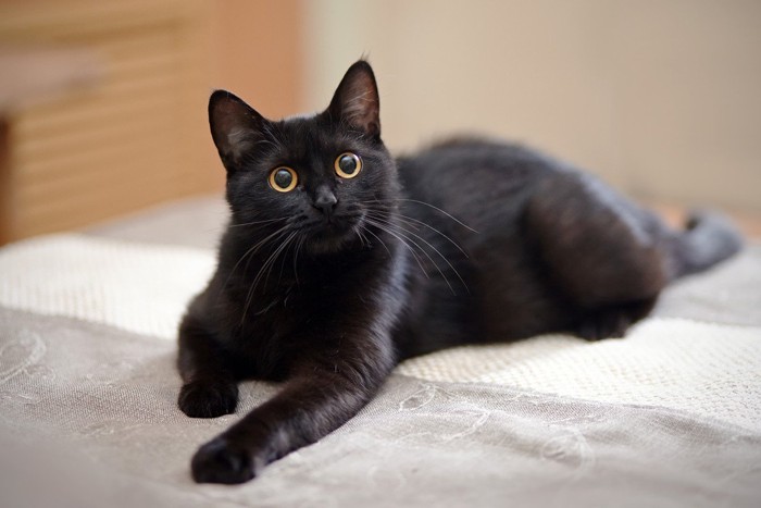 美しく座っている黒猫